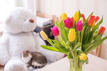 Beautiful large multi-colored tulips yellow orange and red in a glass vase on a table against the background of a window and a sofa with a teddy bear and a catの写真素材