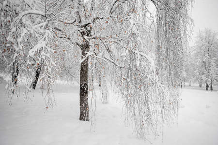 Heavy snowfall in the park, snow-white landscapeの写真素材