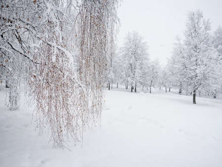 Heavy snowfall in the park, snow-white landscapeの写真素材