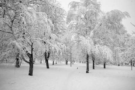 Heavy snowfall in the park, snow-white landscapeの写真素材