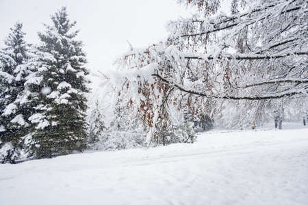 Heavy snowfall in the park, snow-white landscapeの写真素材