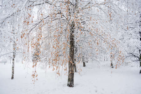 Heavy snowfall in the park, snow-white landscapeの写真素材