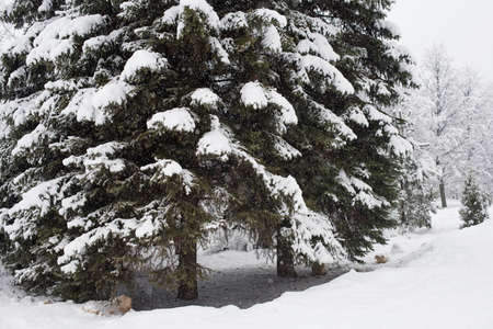 Heavy snowfall in the park, snow-white landscapeの写真素材
