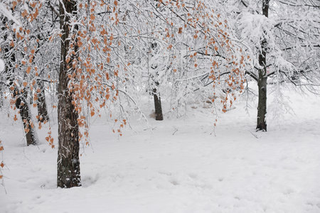 Heavy snowfall in the park, snow-white landscapeの写真素材