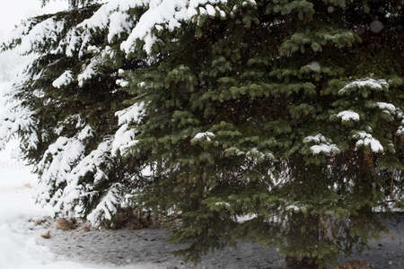 Heavy snowfall in the park, snow-white landscapeの写真素材