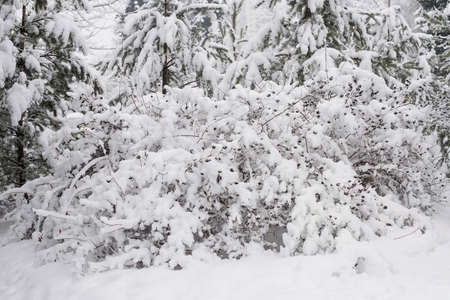 Heavy snowfall in the park, snow-white landscapeの写真素材