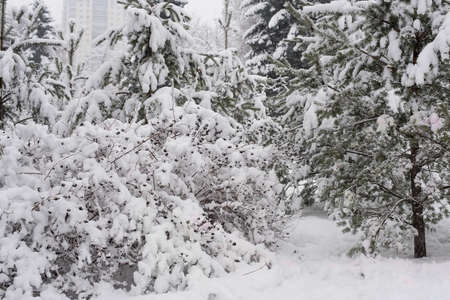 Heavy snowfall in the park, snow-white landscapeの写真素材