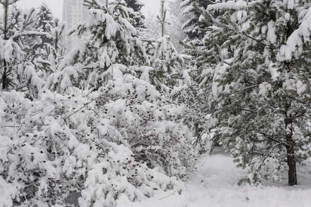 Heavy snowfall in the park, snow-white landscapeの写真素材