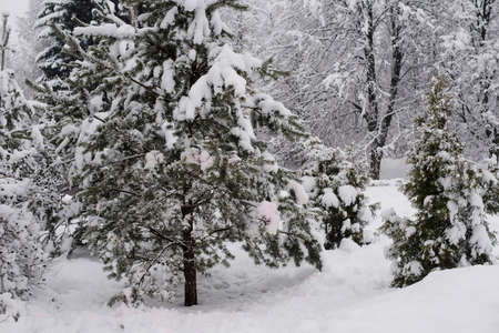 Heavy snowfall in the park, snow-white landscapeの写真素材