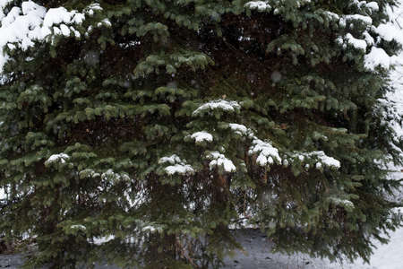 Heavy snowfall in the park, snow-white landscapeの写真素材