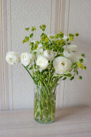 White ranunculus close-up in home interior for birthdayの写真素材
