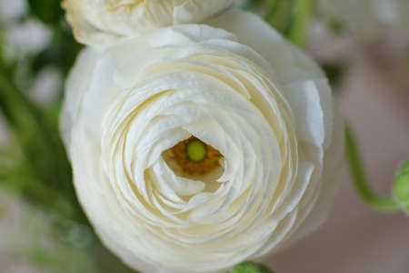 White ranunculi in a glass vase in the home interior for a birthdayの写真素材