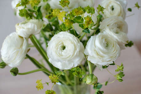 White ranunculus close-up in home interior for birthday