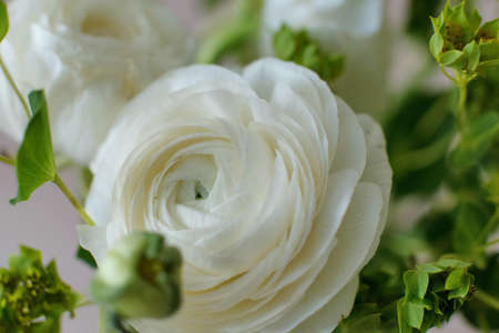 White ranunculus close-up in home interior for birthdayの写真素材