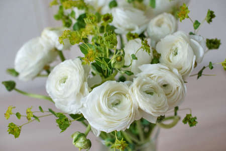 White ranunculus close-up in home interior for birthdayの写真素材