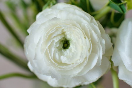White ranunculus close-up in home interior for birthdayの写真素材