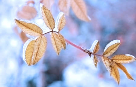 Frozen leaves on branch close up