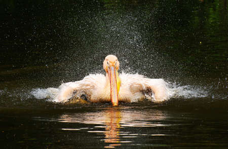 White pelican having a bathの写真素材