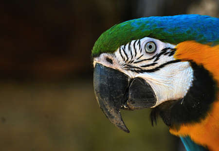 ara macaw