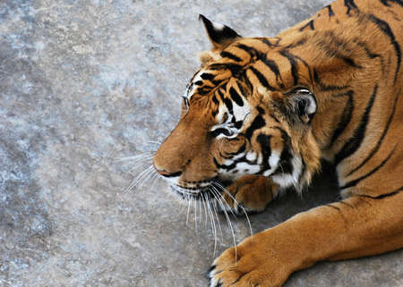 lurking tigerの写真素材