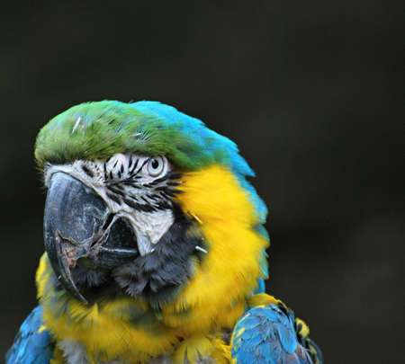  macaw portrait