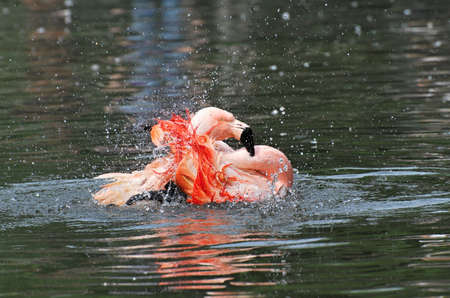 chilean flamingoの写真素材