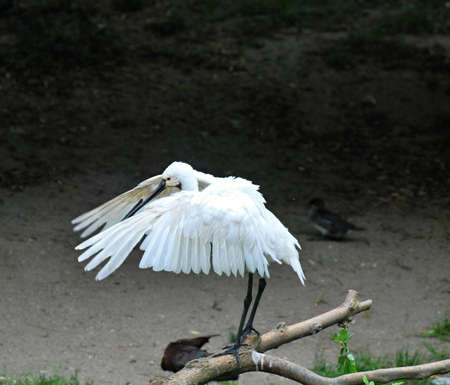 african spoonbill (Platalea alba)の写真素材