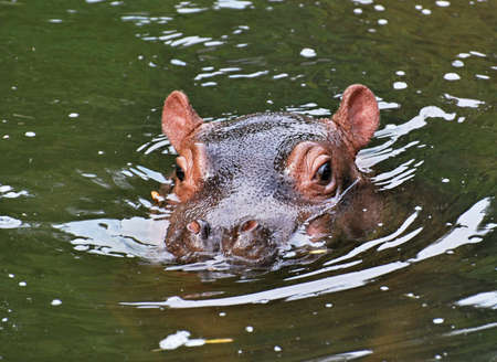 Baby Hippo (Hippopotamus amphibius) in the water