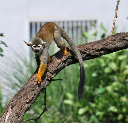 common squirrel monkey (Saimiri sciureus) 