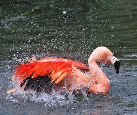 Flamingo in the waterの写真素材