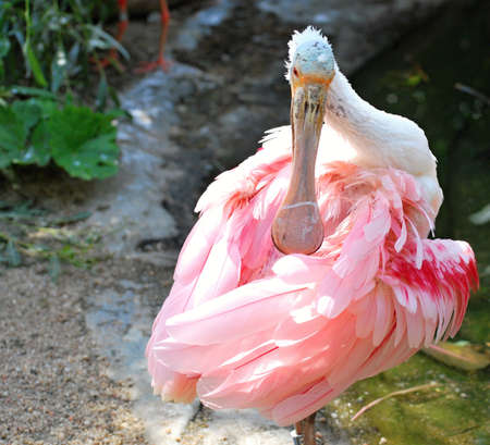 roseate spoonbill (Platalea ajaja)の写真素材