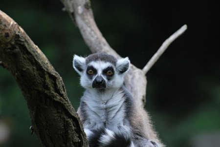 ring-tailed lemur portrait
