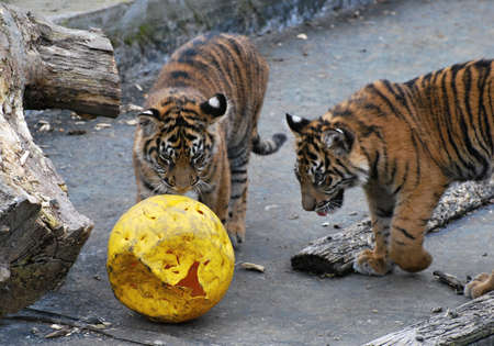 playing tiger kittensの写真素材