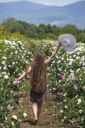 Beautiful woman with long hair holding up a hat and wearing in retro style polka dot dress, walking through pink and white fresh roses field in spring warm sunny day with blue cloudy sky. The concept of Bulgarian Damask rose perfume advertising.の写真素材