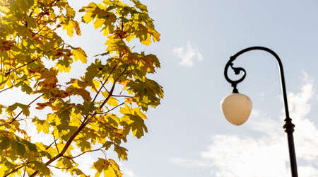 Autumn street blue sky lantern golden yellow leaves on a tree. Autumn warm atmosphere.の写真素材