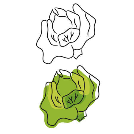Doodle vector illustration of cabbage. Sketch of fresh vegetable isolated on white backgroundのイラスト素材