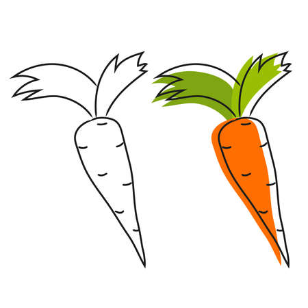 Carrot isolated vegetable color doodle on white backgroundのイラスト素材