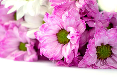 Bright pink and white chrysanthemum flowers on a white backgroundの写真素材