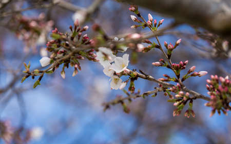 Cherry Blossoms