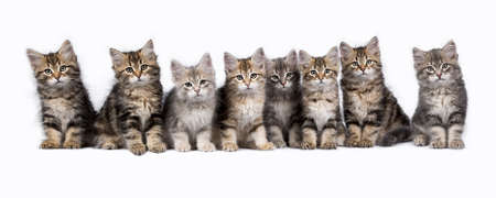 Row of eight Siberian forest cat / kittens sitting isolated on white backgroundの写真素材