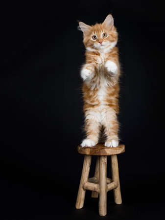 Red tabby with white coon cat / kitten standing on back paws on a wooden stool isolated on black background.の写真素材