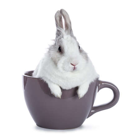 Cute white with gray rabbit sitting in ceremic cup isolated on white backgroundの写真素材