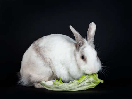White with gray rabbit sitting side ways eating lettuce isolated on black background looking at cameraの写真素材