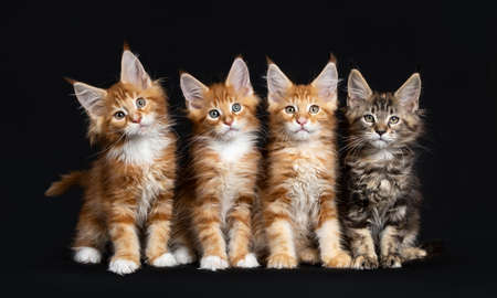 Row of four Maine Coon cats / kittens sitting and standing while looking straight into camera isolated on black backgroundの写真素材