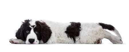 Sweet black and white Landseer puppy laying down side ways with head on paws isolated on white background looking innocent into lensの写真素材