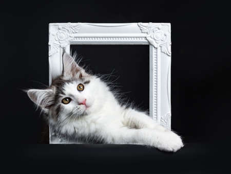 Black tabby with white coon cat / kitten hanging horizontal through white photo frame isolated on black backgroundの写真素材