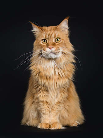 Big red adult Maine Coon sitting in front of cat isolated on black background and looking at cameraの写真素材