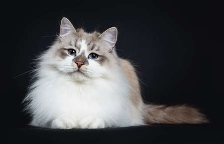 Pretty young adult blue tabby point Neva Masquerade cat laying down isolated on black background looking at camera white tail beside bodyの写真素材