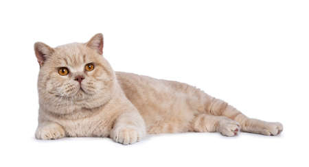 Impressive cream adult male British Shorthair laying down side ways isolated on white background looking a bit upの写真素材