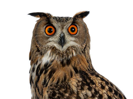 Head shot of Turkmenian Eagle owl / bubo bubo turcomanus isolated on white background looking in lensの写真素材
